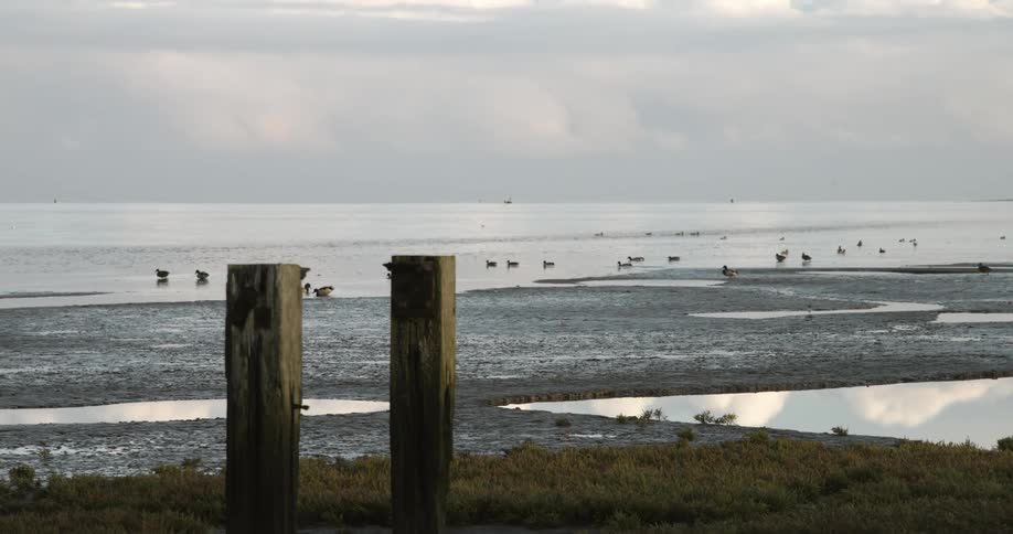 Ducks walking on a beach and swimming in the ocean