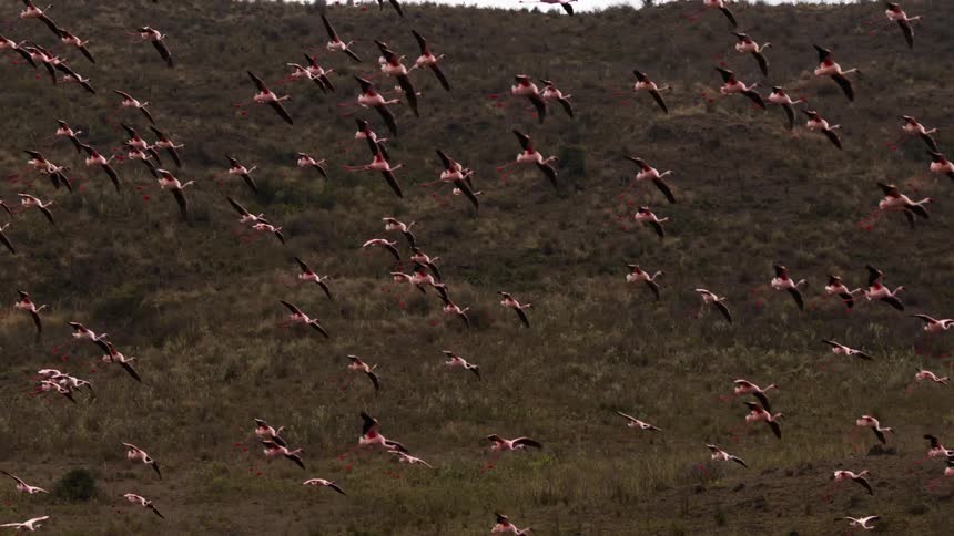 Big flock of wild birds flying around ready to land