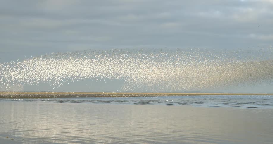 Birds flying together in murmuration on the coast