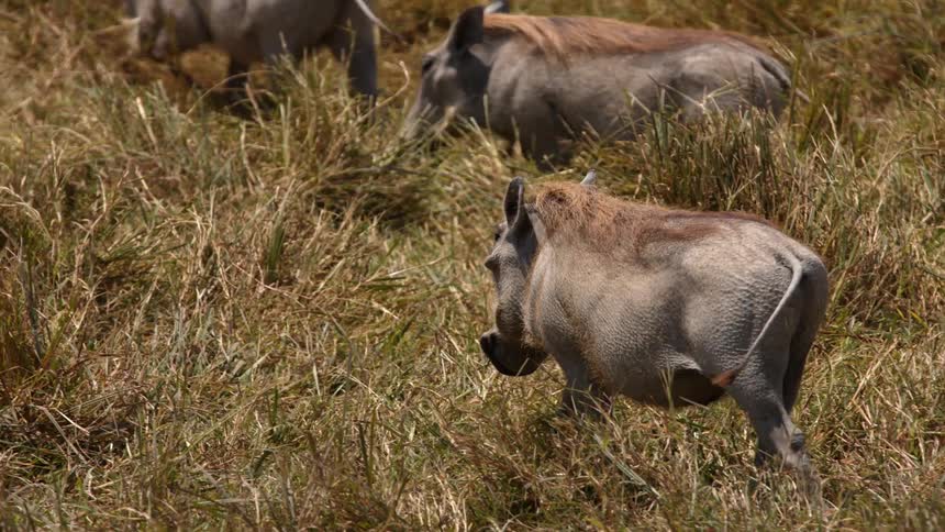 A group of warthogs walk through a field during the day