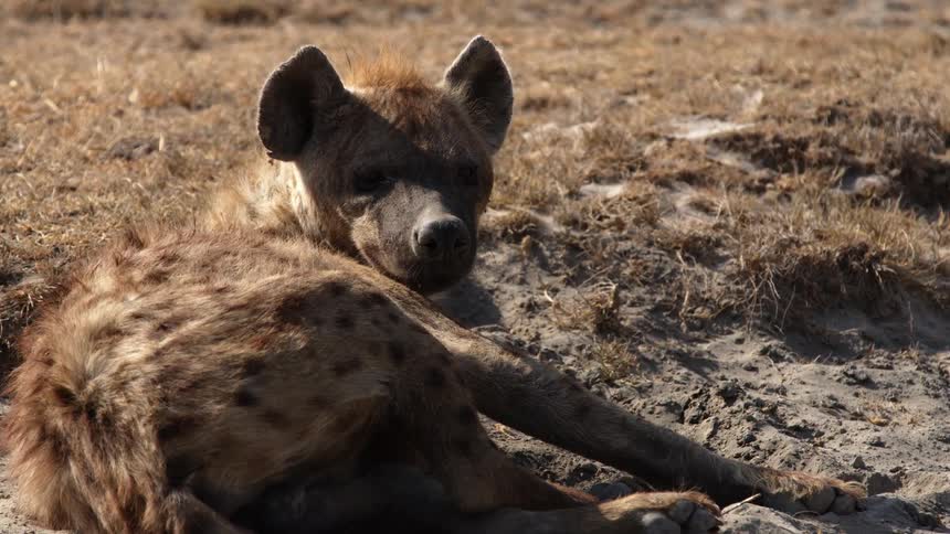 A hyena lifting its head from a resting position in nature