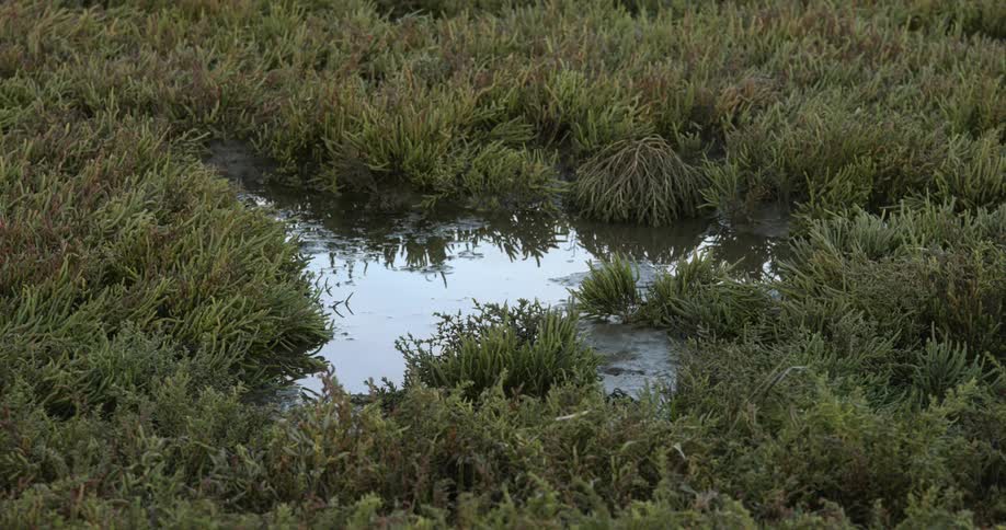 Marshland is displayed during the spring time