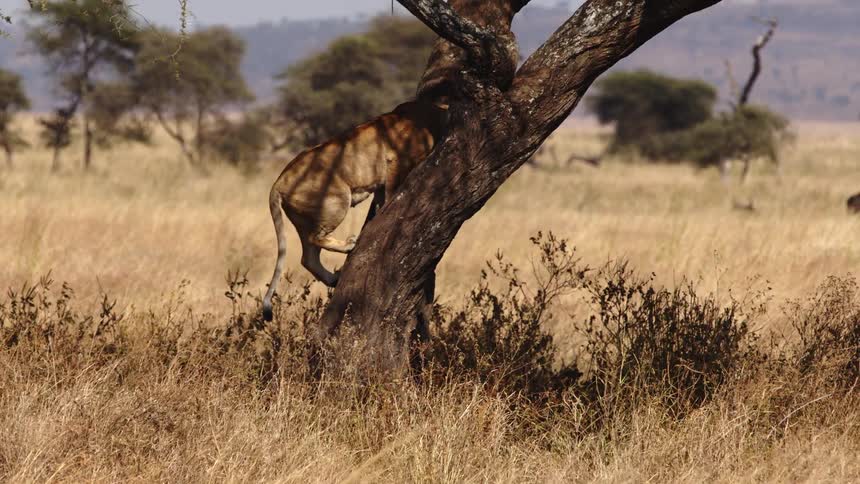 A lioness climbs tree in a grassland during the day