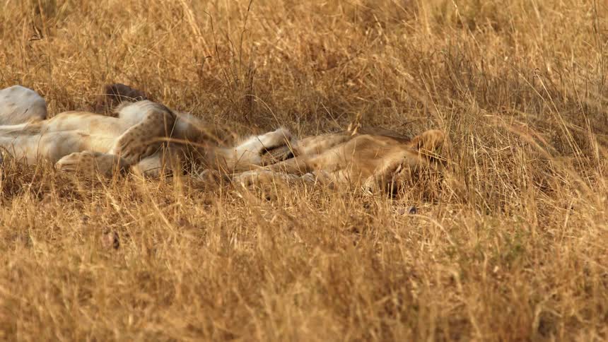 Lioness and its cub lie down on brown grass in the field