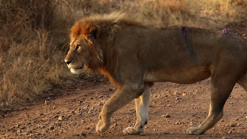 Male lion with open wounds pads across dirt road