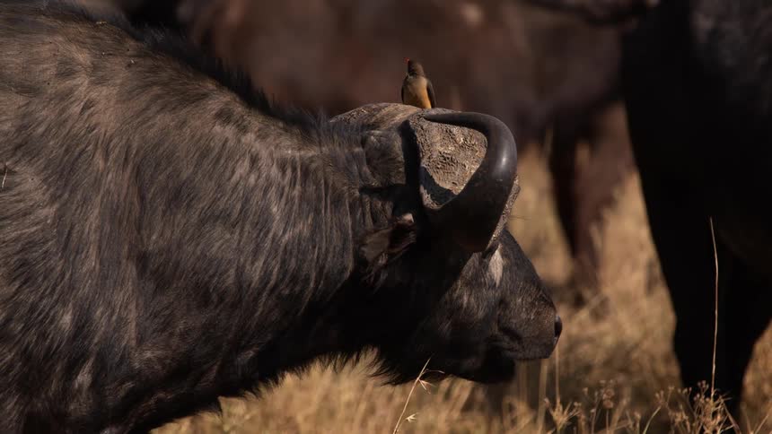 Cape buffalo with wide and curved horns grazes in the field