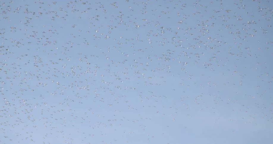 A large flock of birds flies around and changes direction