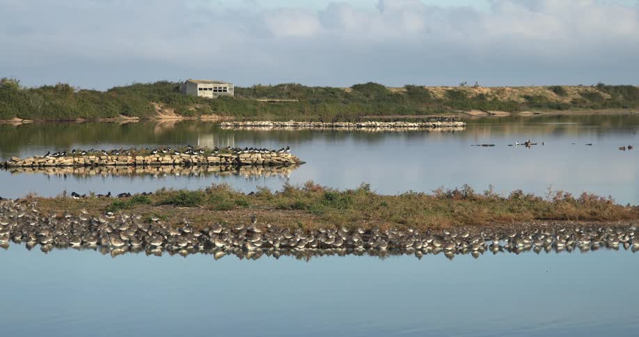 Flocks of aquatic birds cluster near islands in lake with large building sitting on slope in the background