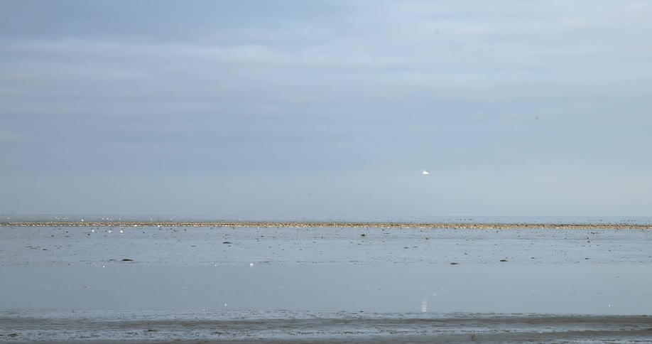 Birds are flying above the body of water