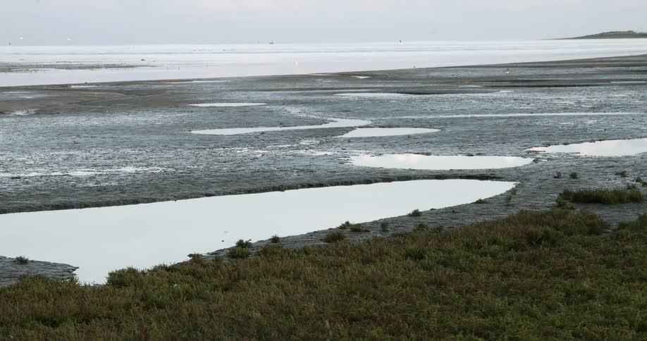 Birds fly near large puddle on beach