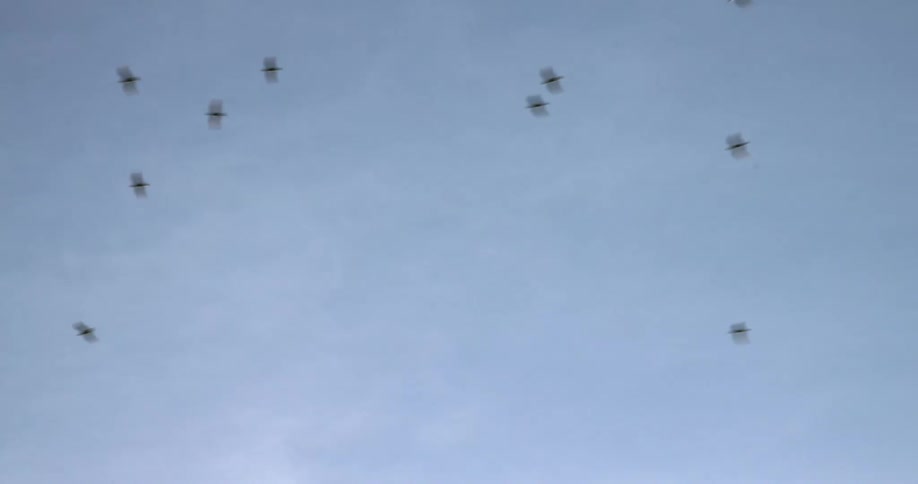 A flock of birds flying overhead in a blue sky