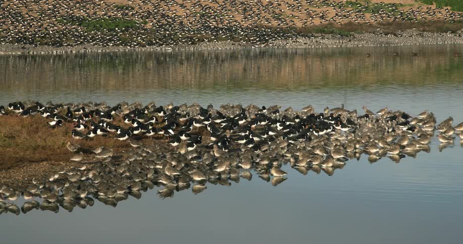 A large group of ducks rest on a patch of grass along a lake