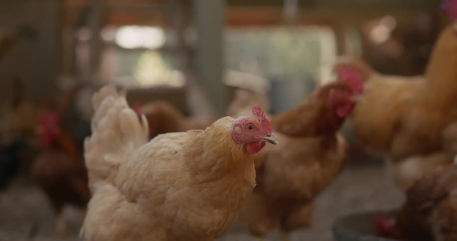 Chickens run and peck in the coop