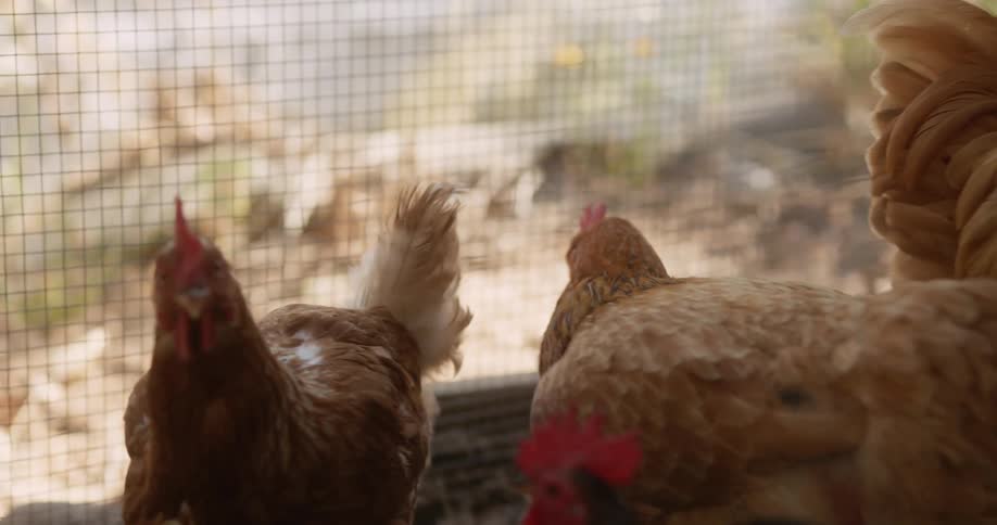 Hens in a caged pen on a farm