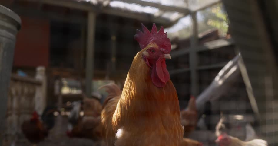 A rooster standing turning his head as if keeping watch over the hens in a chicken coop
