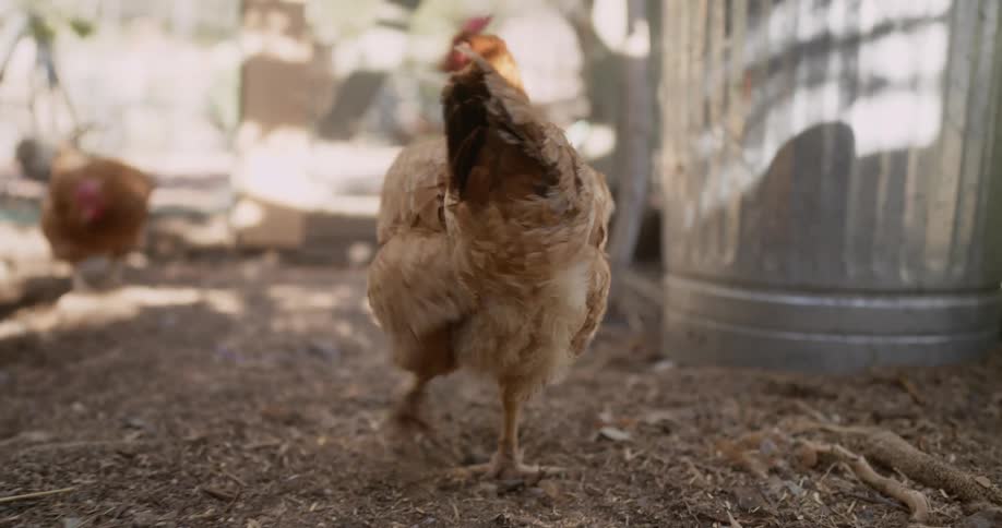 Chickens walk around a yard near trash cans