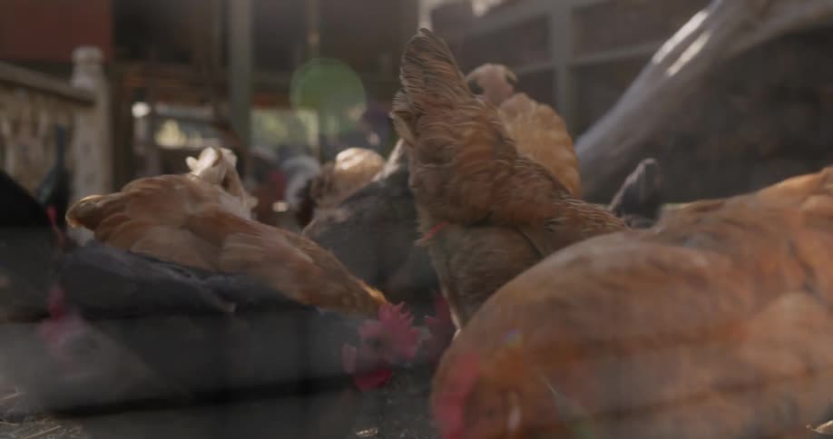 Chickens peck at the ground in the coop