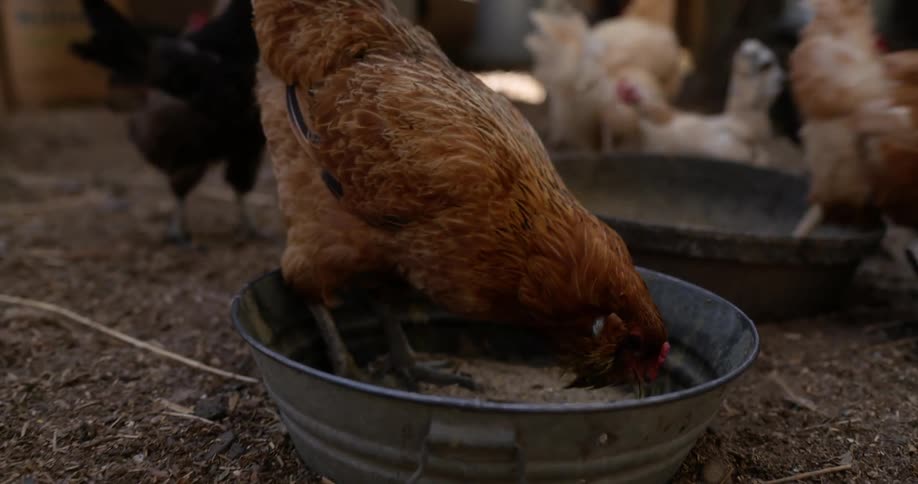 Hens in a chicken coop on a farm