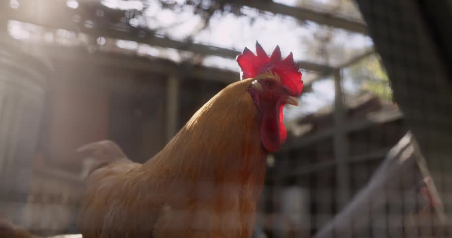 A rooster looks through the fencing surrounding a chicken coop during the day