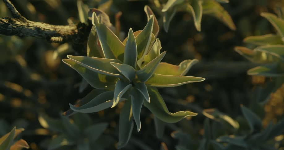 Top down twisting view of the green stiff leafs of a plant outdoors