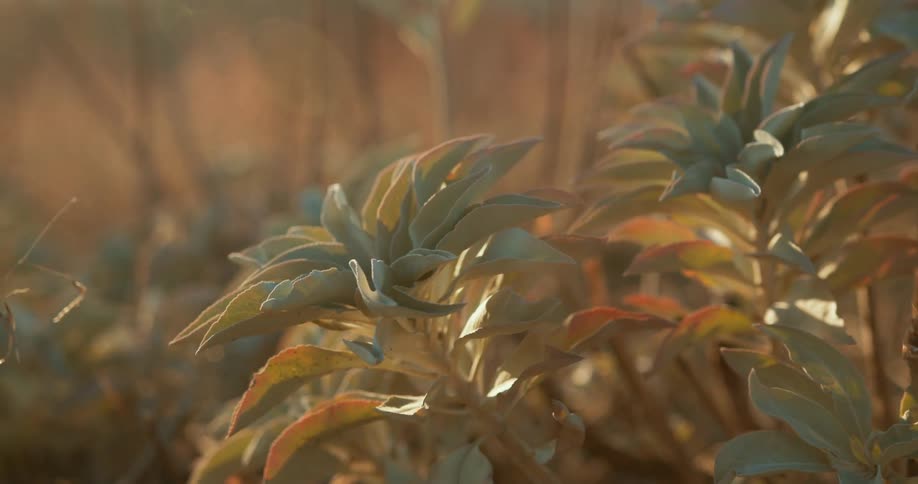 Red tinted bottom leaves surround pale green new leaves on plants