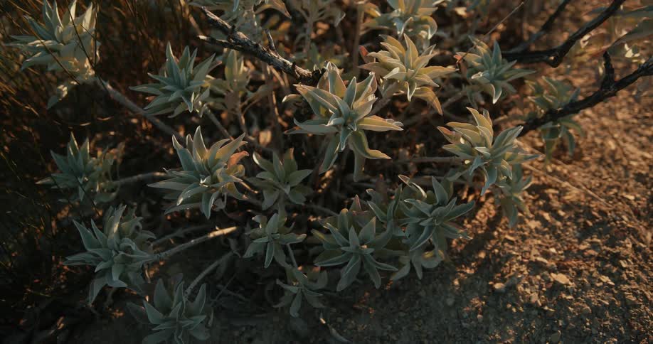 Clusters sit on stalks of small bush on bare ground