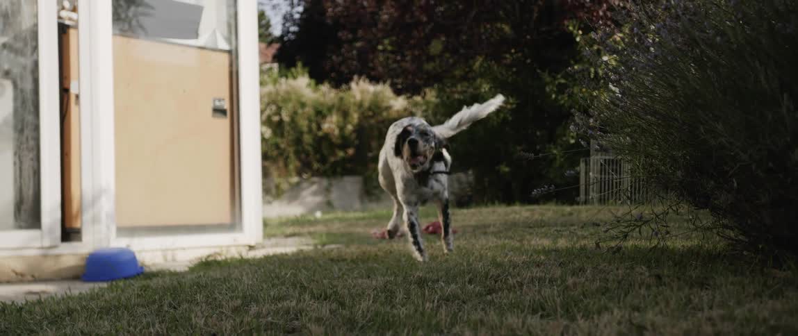 Dog runs across yard near house wagging its tail