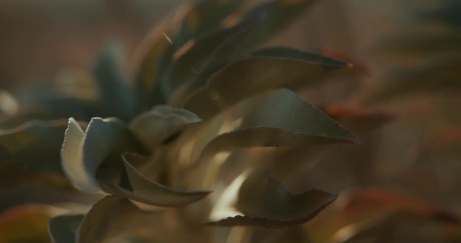 The bud opens on the plant as it basks in the sunlight