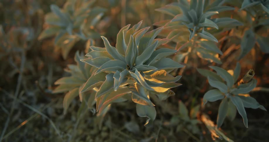 Close up view of plants are displayed during dusk