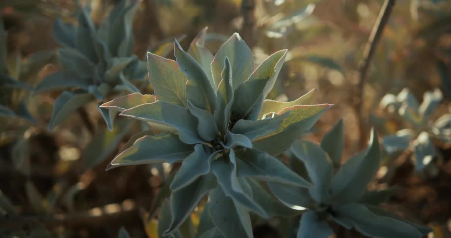 A group of plants with green flowers outside