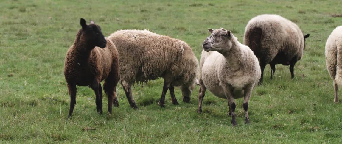 Sheep graze in green meadow