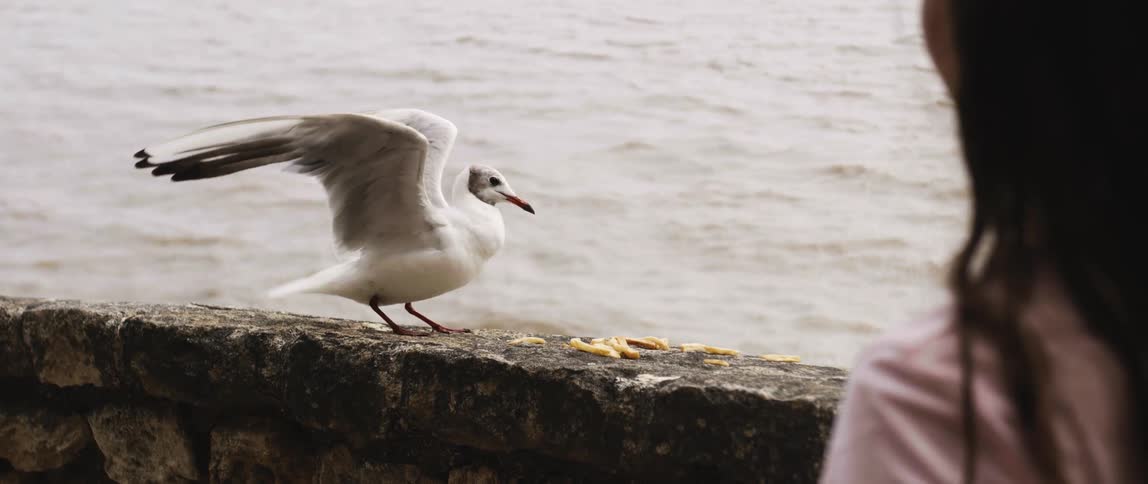 White bird taking fries off a ledge as a girl watches next to coast