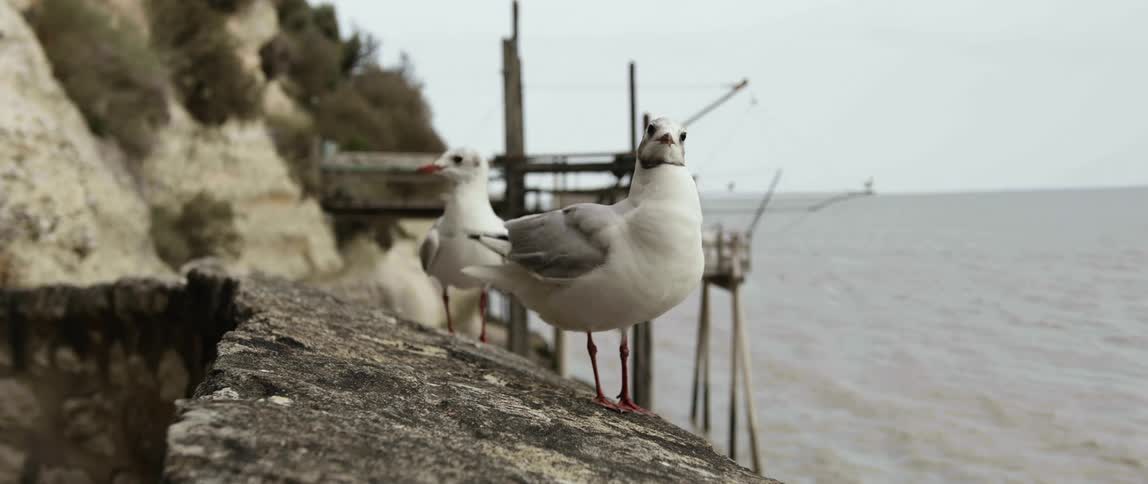 Seabirds take flight from stonewall near seaside cliff