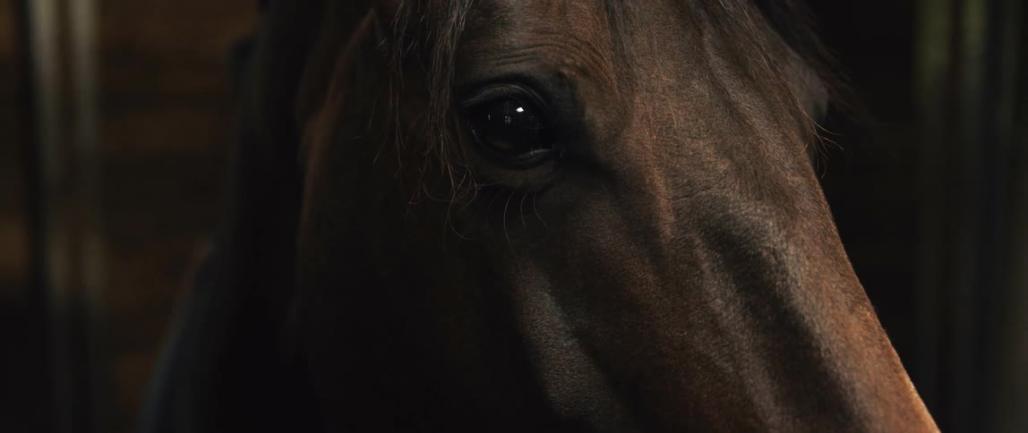 A close up view of a horse ina barn is displayed