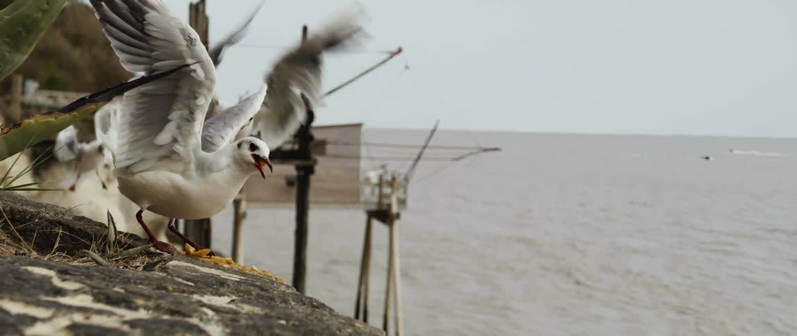 Seagulls flying over a sandy beach and pecking at food on the ground