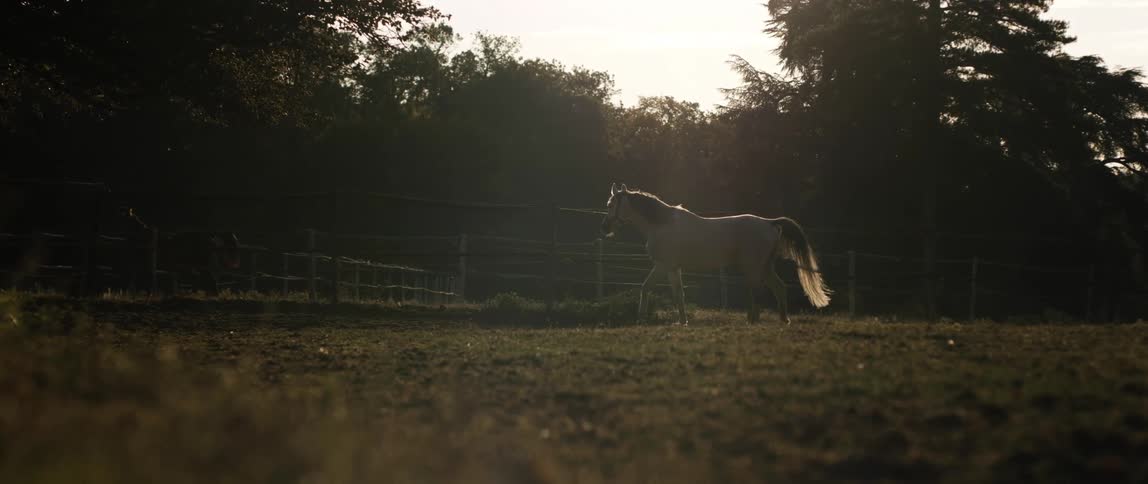 White horse trots in the field at sunset