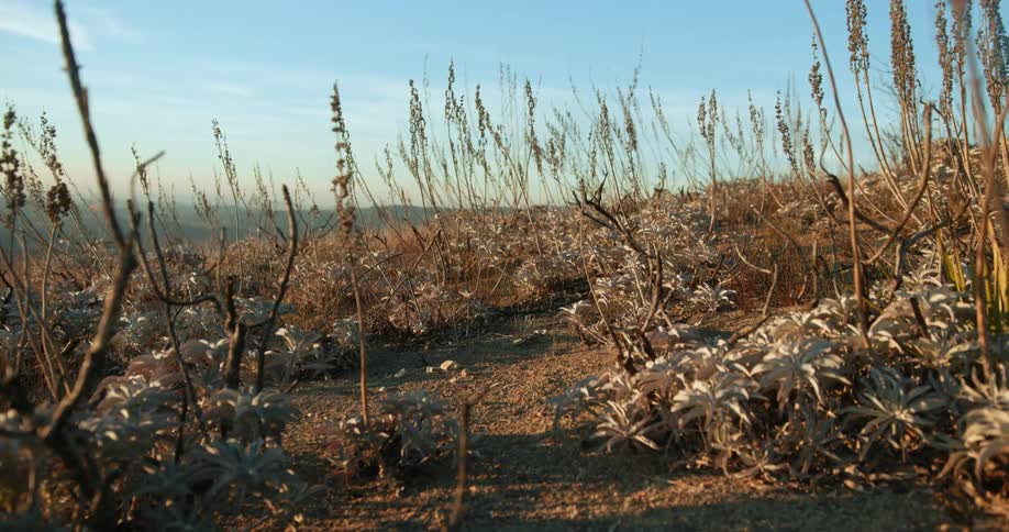 Tall weeds grow in a dry field