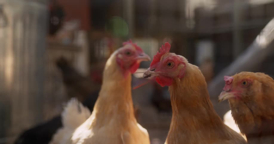 Chickens stand clustered together looking around