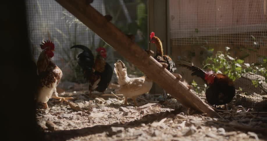 Chickens walk around a chicken coop during the day
