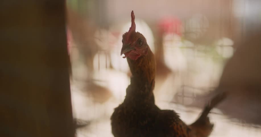 A rooster with a crooked neck is in a barn at a farmland area