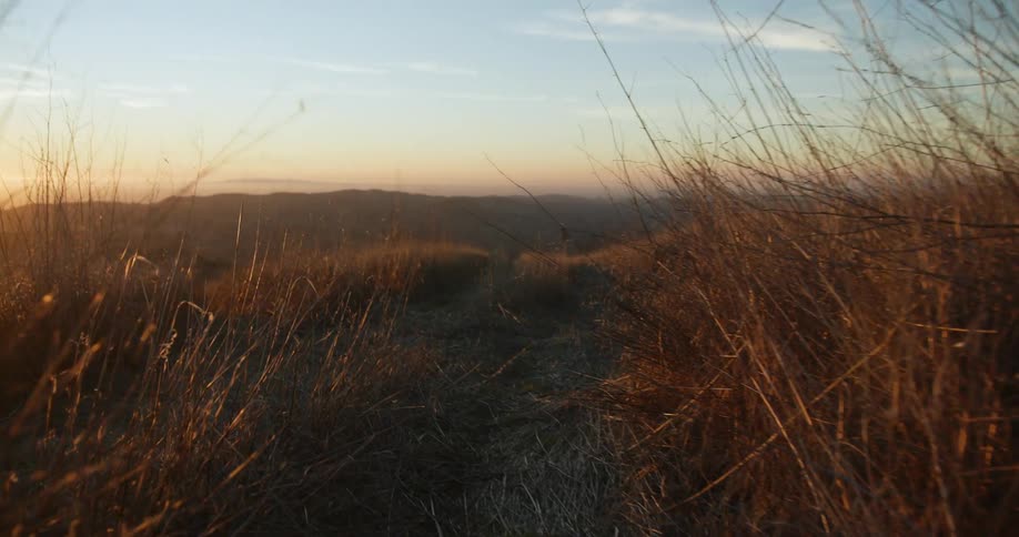 A narrow trail through tall grass in the countryside in the evening