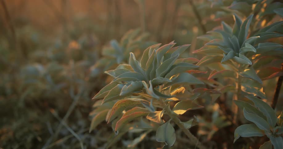Small shrubs grow wild in a field