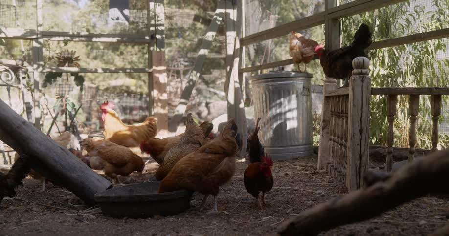 A group of chickens feed from bowls in a chicken coop during the day
