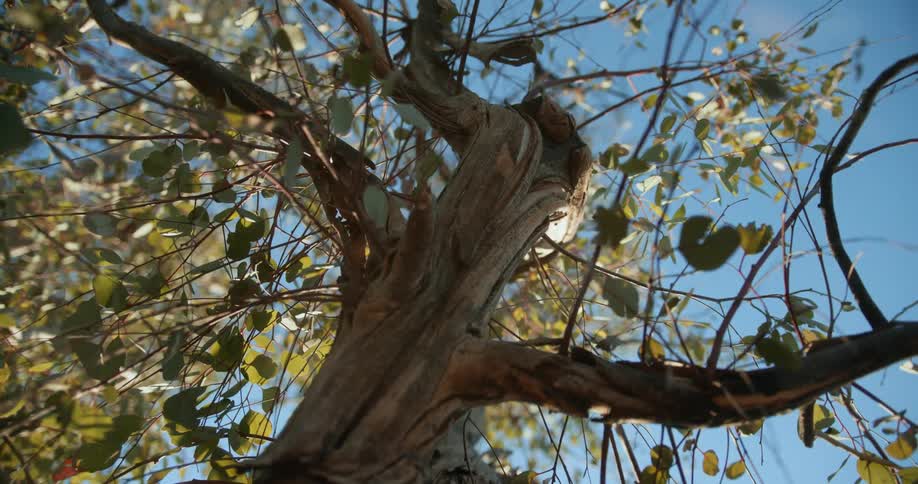 The wind blows the branches on the tree