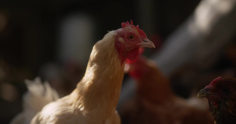 Hen stands staring as other chickens move about