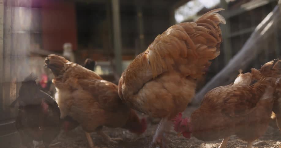 Hens and rooster peck on ground near building