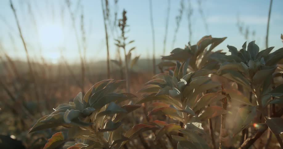 The view is of plants in field of grass at day time
