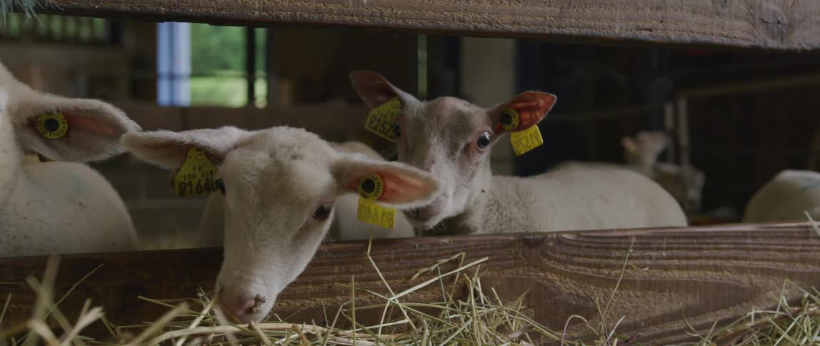 Sheep grazing on hay in a barn