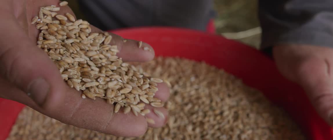Somebodys hand is filled with wheat as it falls into a red bowl they are holding