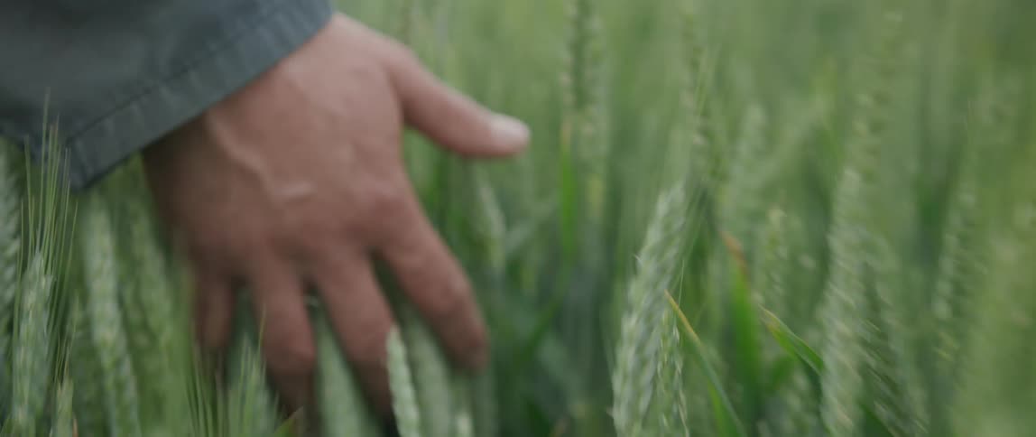 A man walks through a field of wheat and runs his hand through it